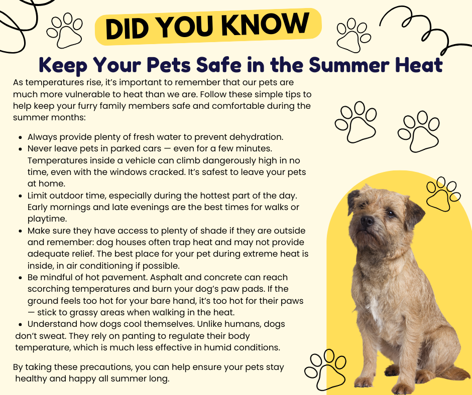 Keep Your Pets Safe in the Summer Heat